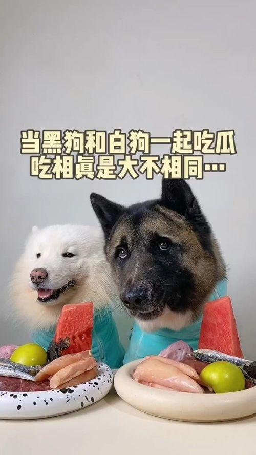 萌宠吃瓜现场,可爱瞬间引发网友热议