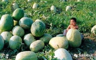 吃瓜的二米,揭秘娱乐圈那些不为人知的幕后故事