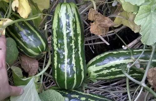 几月开始吃瓜,从七月开始品味夏日清凉