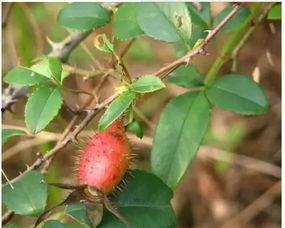 楠子吃瓜,揭秘娱乐圈那些不为人知的幕后故事