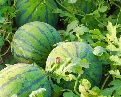 韩国留学吃瓜群,揭秘留学生活中的“吃瓜”瞬间