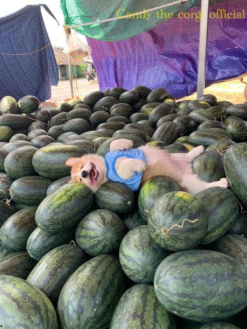 今日吃瓜图片大全,盘点全网热辣图片大全