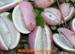 农村王四吃八月瓜视频,王四农村八月瓜美味之旅