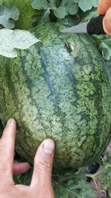 沙瓜推荐吃吗,夏日消暑美食，你值得拥有