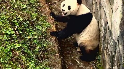 熊猫吃土瓜,土瓜大餐的甜蜜邂逅