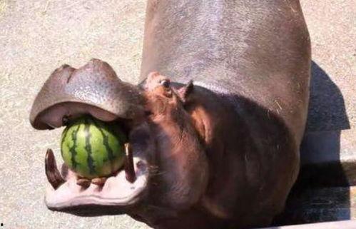 盘点河马吃瓜