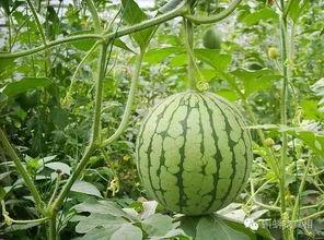 吃瓜的流言,揭秘吃瓜流言背后的真相