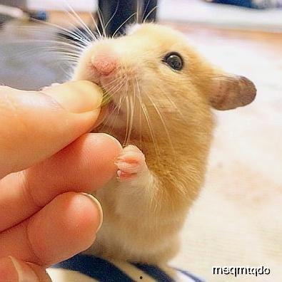 仓鼠可以吃罐瓜么,罐装瓜果的适宜性探讨