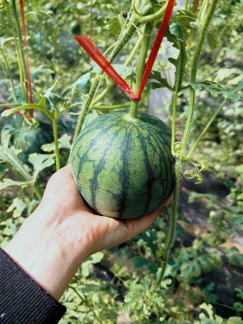 卷哥吃瓜视频,揭秘娱乐圈幕后真相