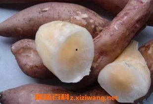 吃八月瓜雪莲果,夏日消暑养生美食之旅”