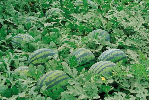 伦敦租房群吃瓜,揭秘留学生活中的“吃瓜”趣事