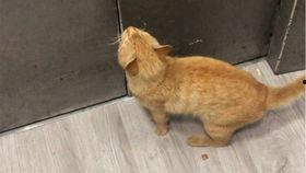 仓鼠吃瓜花生吗