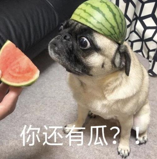 吃瓜大白表情包,趣味横生的网络文化现象